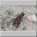 Cicindela hybrida - Duenen-Sandlaufkaefer 18b OS-Wallenhorst-Tongrube.jpg